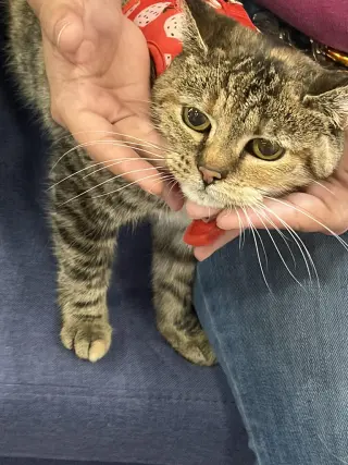 Bebe