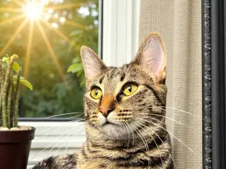 Petunia