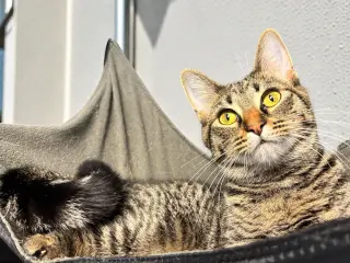 Petunia