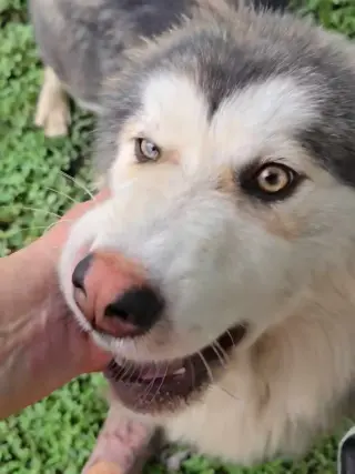 Choco