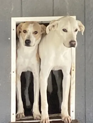 Mason (in foster)