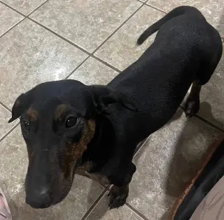Daisy  -  Bonded With Norman  -  So Ca