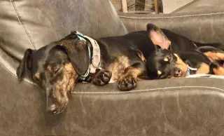 Daisy  -  Bonded With Norman  -  So Ca