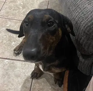 Daisy  -  Bonded With Norman  -  So Ca