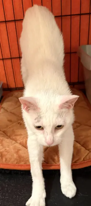 Snow White