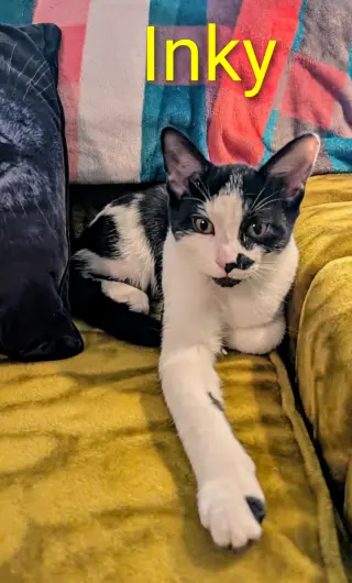 KITTEN INKY