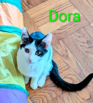 KITTEN DARLING DORA