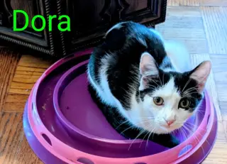 KITTEN DARLING DORA