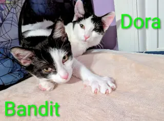 KITTEN DARLING DORA