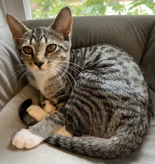 KITTEN DOTTIE