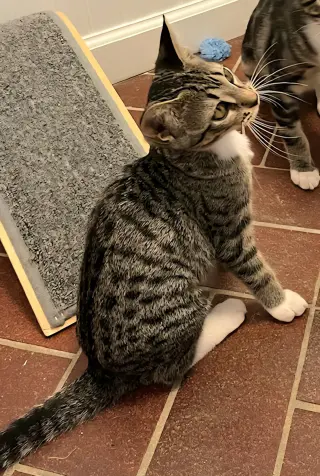 KITTEN DOTTIE