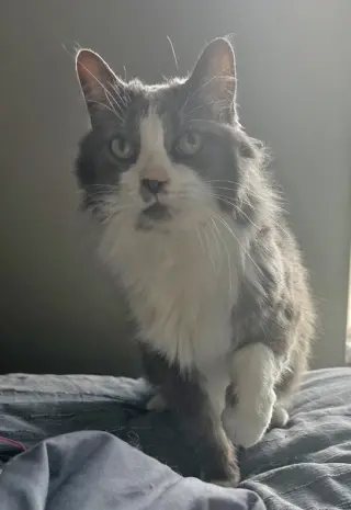 Millie