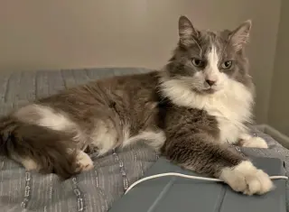 Millie