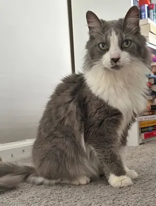 Millie