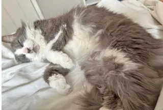 Millie