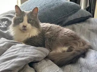 Millie