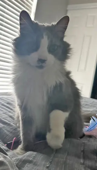 Millie