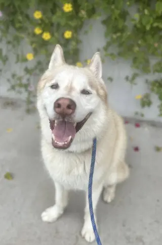 Jet