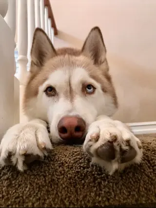 Jet