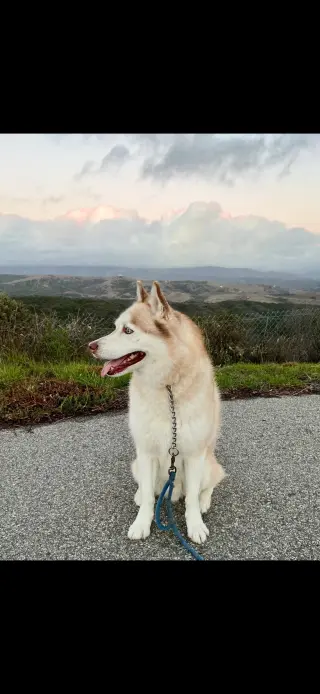 Jet