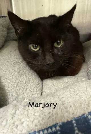 Marjory