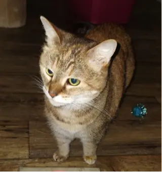 Pawla