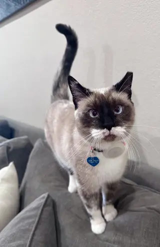 Lady Lulu