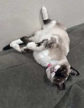 Lady Lulu