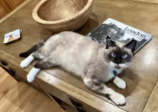 Lady Lulu