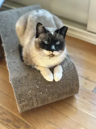 Lady Lulu