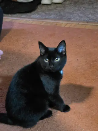 Toothless
