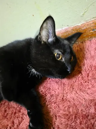 Toothless