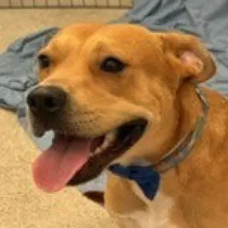 Winston (Courtesy Post) - Adopt Me!