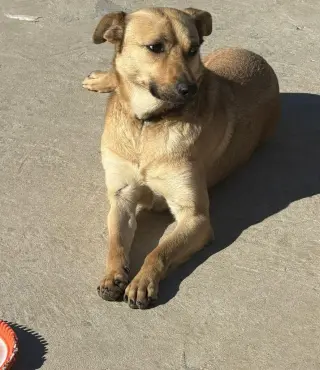 Winston (Courtesy Post) - Adopt Me!