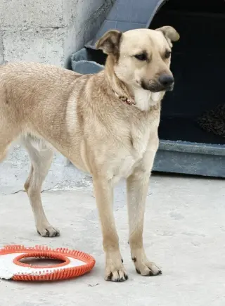 Winston (Courtesy Post) - Adopt Me!