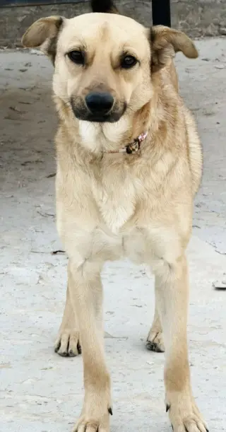 Winston (Courtesy Post) - Adopt Me!