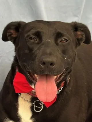 Tess (Courtesy Post) - Adopt Me!