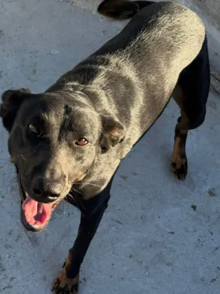 Tess (Courtesy Post) - Adopt Me!