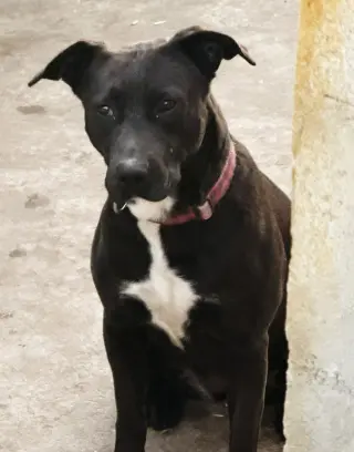 Tess (Courtesy Post) - Adopt Me!