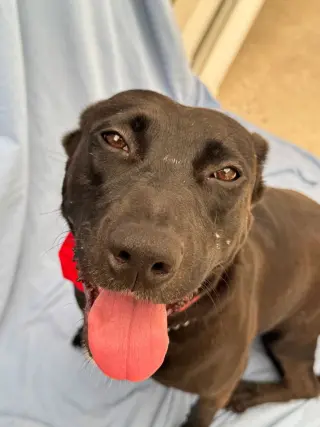 Tess (Courtesy Post) - Adopt Me!