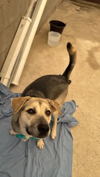 Maddex (Courtesy Post) - Adopt Me!