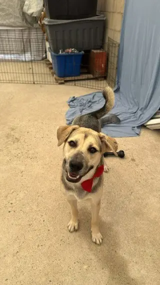 Maddex (Courtesy Post) - Adopt Me!