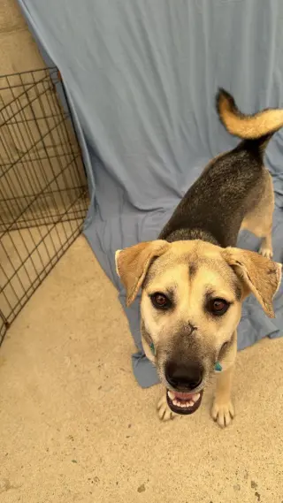 Maddex (Courtesy Post) - Adopt Me!