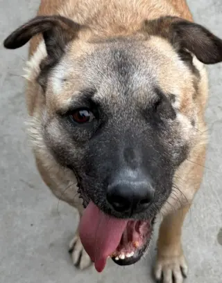 Evee (Courtesy Post) -Adopt Me