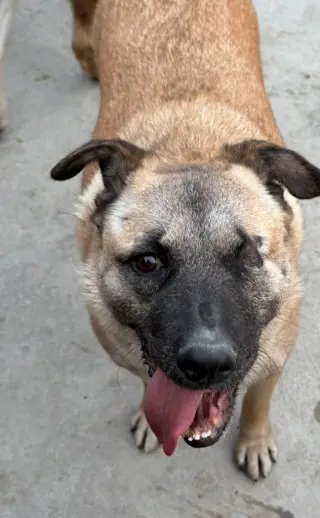 Evee (Courtesy Post) -Adopt Me