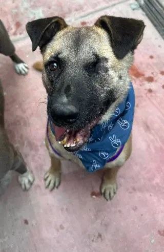 Evee (Courtesy Post) -Adopt Me