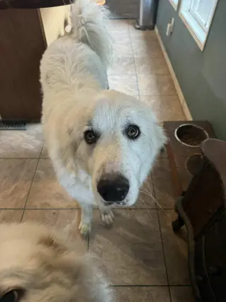 Athena the Prys