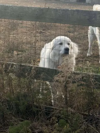 Athena the Prys