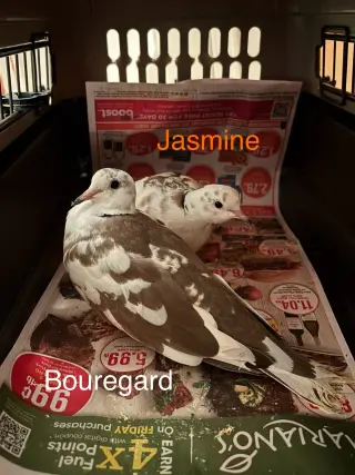 Jasmine and Bouregard