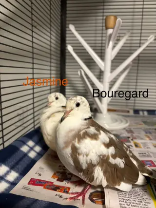 Jasmine and Bouregard